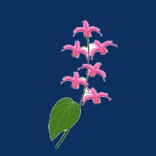 Epimedium