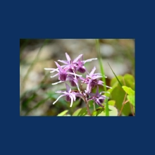 Horny Goat Weed